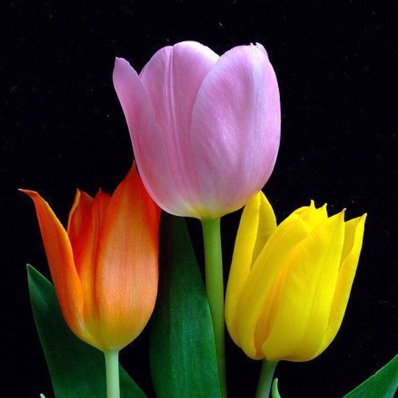 Thank you for stopping by! - Picture 1 of 1